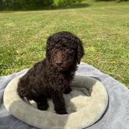 Pudding - Brown male Poodle puppy in Atlanta, Georgia from Wilkins Farm