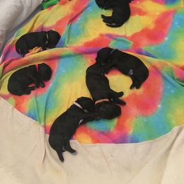 Portuguese Water Dog Puppies from McKnights PWDs