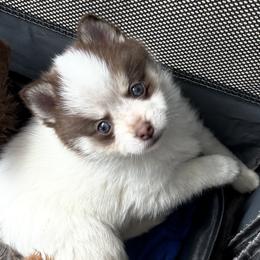 Keeva - Chocolate male Pomsky puppy in Johnston, Rhode Island from Puppy Love Heaven