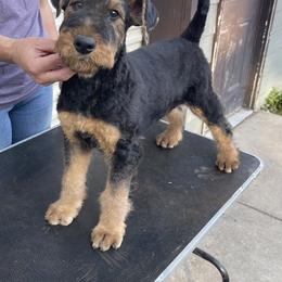 Airedale Terrier Puppies from Seaquest Airedales