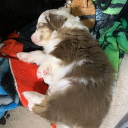 Toy Australian Shepherd Puppies from Desert Fox Aussies