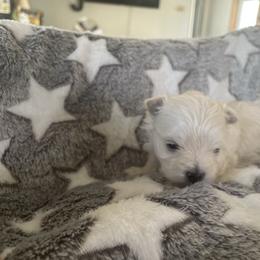 Chi - White male Morkie puppy in Taylorsville, North Carolina from Mountain Top Hot Tailz