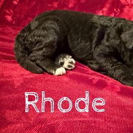 Those - Black female Poodle puppy in Port Orange, Florida from Daytona’s Standard Poodles