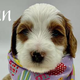 Finn - Parti male Goldendoodle puppy in Travelers Rest, South Carolina from Bailey Mountain Doodles