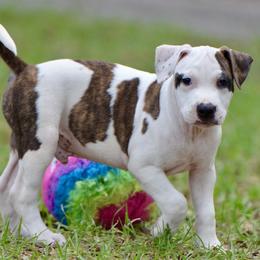 Scratch - Brown brindle male American Staffordshire Terrier puppy in St. Augustine, Florida from LBK & Ancient City