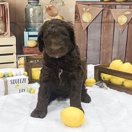 Goldendoodle Puppies from Country Care Pet Spa and Hotel, LLC