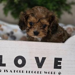 Minta - Sable female Cavapoo puppy in Seymour, Missouri from Fairview's Precious Pups