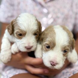 Girl 3 - Cream female Goldendoodle puppy in Sacramento, California from Goldendoodlesca