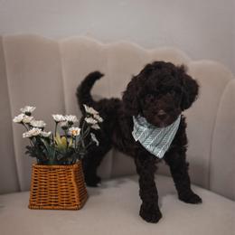 Rockefeller - Chocolate male Goldendoodle puppy in Fleming Island, Florida from Island Doodles