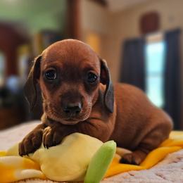Yellow - Chocolate female Dachshund puppy in Colony, Kansas from Randal'sDachshunds