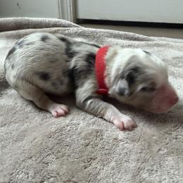Australian Shepherd Puppies from Madeline Lee
