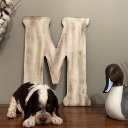 Daria - Liver white and roan female English Springer Spaniel puppy in Morrilton, Arkansas from Triple M Farms & Springers