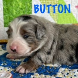 BUTTON - Blue merle Miniature Australian Shepherd puppy in Elgin, Illinois from Beaman Aussie Pride