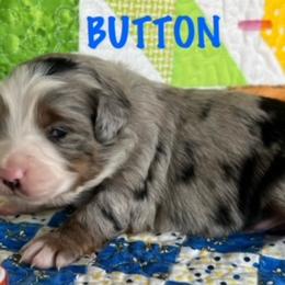 BUTTON - Blue merle Miniature Australian Shepherd puppy in Elgin, Illinois from Beaman Aussie Pride