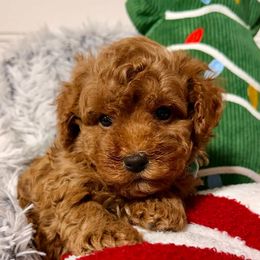 Casper - Red  male Goldendoodle puppy in Beecher, Illinois from Erica’s Doodles