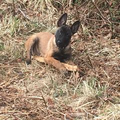 Belgian Malinois, German Shepherd, and Labrador Retriever Puppies from Barbihaus Kennels