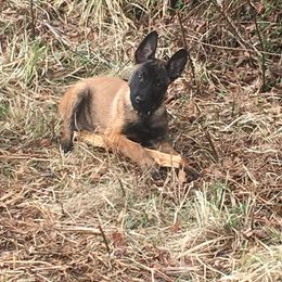 Belgian Malinois, German Shepherd, and Labrador Retriever Puppies from Barbihaus Kennels