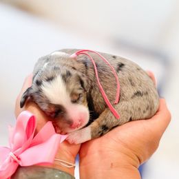 Pinkie Pie - Merle female Bernedoodle puppy in Ontario, California from Teddy Doodles & Standard Poodles