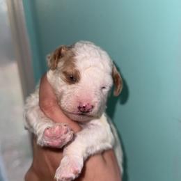 River - Cream male Aussiedoodle puppy in Mtn Rest, South Carolina from Stocktons Doxies & Doodles