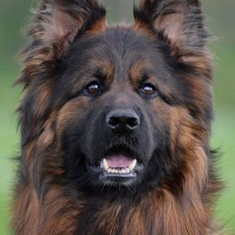 Roksi - German Shepherd