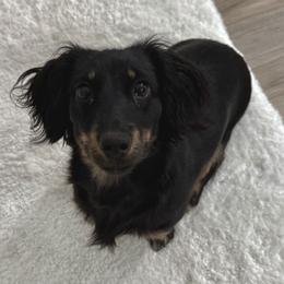 Olive - Dachshund
