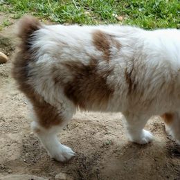 Miniature Australian Shepherds from Akamai Miniature Australian Shepherds