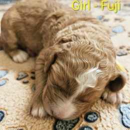 Fuji Mountain - Red female Labradoodle puppy in Phelan, California from Family Doodles