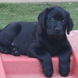 Puppy boy 2 - Black male Labrador Retriever puppy in Corona, California from Whimsical Farms Labrador Retrievers