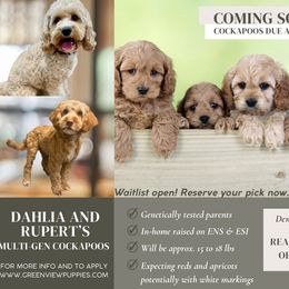 Cockapoo puppies from Greenview Puppies