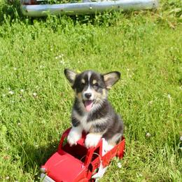 Jaq (2600) - White and black male Pembroke Welsh Corgi puppy in Valley, Washington from Corgis of the Mountain Valley