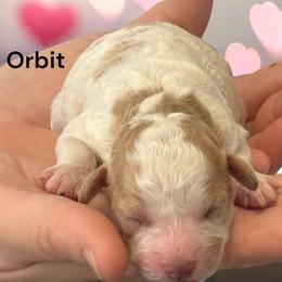 Orbit - Sable and white male Cavachon puppy in Springfield, Massachusetts from Caraid Cavachons