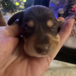 Beni - Chocolate and tan male Dachshund puppy in Argos, Indiana from TKO Doxies