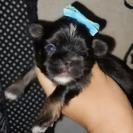 Petal - Blue female Shih Tzu puppy in Arcadia, Florida from Kitsune Cuddles and kisses