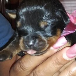 Rottweiler Puppies from Ronald Driver's Rottweilers