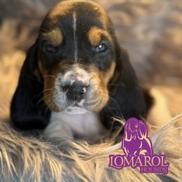 3 - Black brown and white male Basset Hound puppy in Inverness Highlands South, Florida from Lomarol Hounds