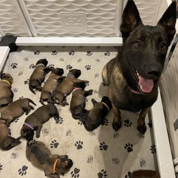 Belgian Malinois Puppies from Andrea Gumrich's Belgian Malinois