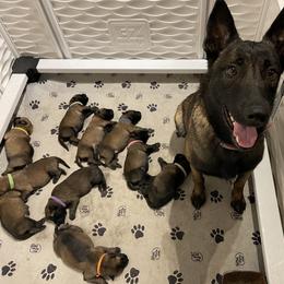 Belgian Malinois Puppies from Andrea Gumrich's Belgian Malinois