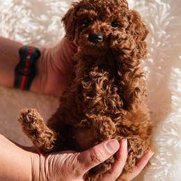 Rocco-Orange Collar - Red  male Poodle puppy in Atlanta, Georgia from Sprinkle Me Puppy