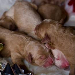 6th pick Female - Cream female Goldendoodle puppy in Mc Arthur, California from California Golden Love