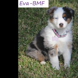 Miniature Australian Shepherd and Toy Australian Shepherd Puppies from TK Mini Aussies