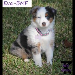 Miniature Australian Shepherd and Toy Australian Shepherd Puppies from TK Mini Aussies