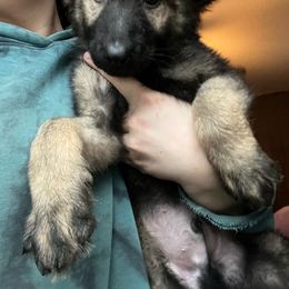 Male #5 - Sable German Shepherd puppy in Salisbury Ctr, New York from Harris German Shepherds