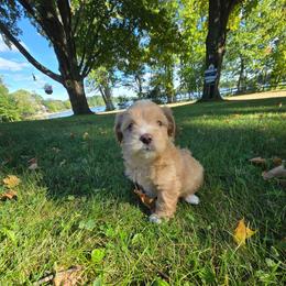 Druski - White and tan male Maltese puppy in Ludington, Michigan from OT Maltese & Co
