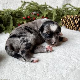 Miniature American Shepherd and Miniature Australian Shepherd Puppies from Sugartop Minis