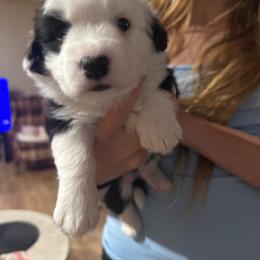 Aurora - Black and white female Cardigan Welsh Corgi puppy in Atascadero, California from California Corgis and Kunes