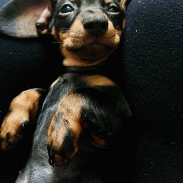 Dachshund Puppies from Phillian Family Mini Dachshunds