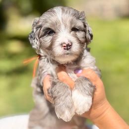 Pumpkin - Orange Collar - Merle male Bernedoodle puppy in Highland, Utah from Angel Pups Deluxe