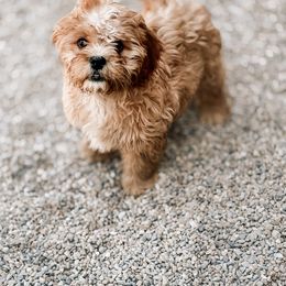 Cavapoo, Cavapoochon, and Companion Cross Puppies from Habibi Bears