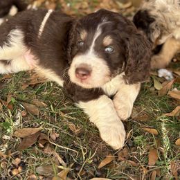 Australian Mountain Doodle Puppies from Sammi Sweet Doodles