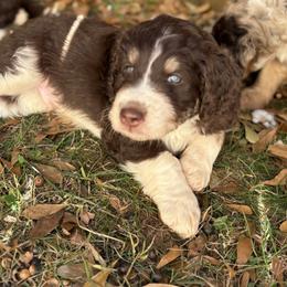 Australian Mountain Doodle Puppies from Sammi Sweet Doodles